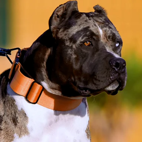 BESTIA DOG SPORT COLLAR TACTICO CON ASA GripPro