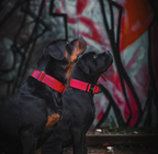 BESTIA DOG SPORT COLLAR TACTICO CON ASA GripPro