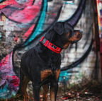 BESTIA DOG SPORT COLLAR TACTICO CON ASA GripPro